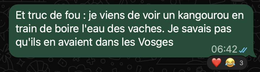 Et truc de fou : je viens de voir un kangourou en train de boire l’eau des vaches. Je savais pas qu’ils en avaient dans les Vosges